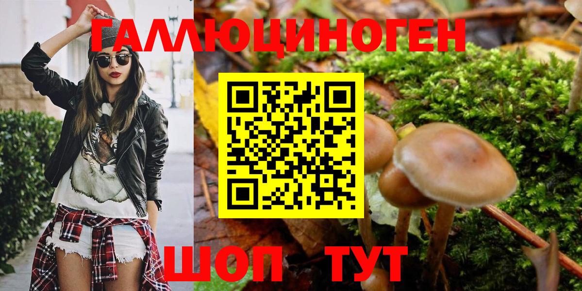 Донской  Псилоцибиновые грибы Psilocybine cubensis  Вход с VPN 